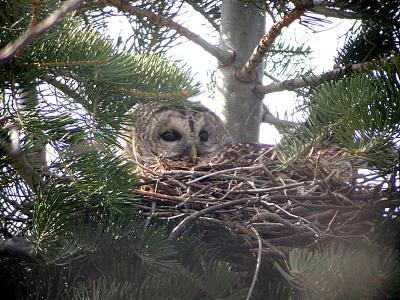 Barred Owl, Wolfville