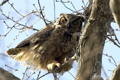 Fierce Gt. Horned Owl