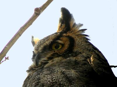 Digiscoped Gt. Horned Owl