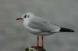 Bl-h. Gull2 Alderly Edge.jpg