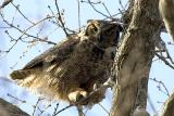 Fierce Gt. Horned Owl