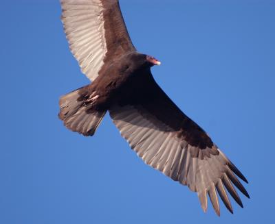 DSC_0996TurkeyVulture7.jpg