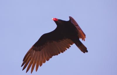 DSC_0937TurkeyVulture.jpg