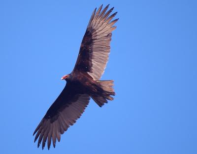 u16/rbfresno/medium/38997085.DSC_1000TurkeyVulture5.jpg