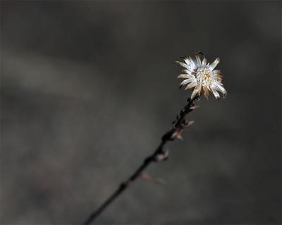 [January 25th] winter flower
