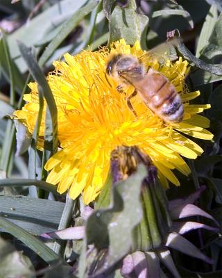 [April 16th] Saturday morning bee