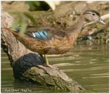 Wood Duck Female Juvenile