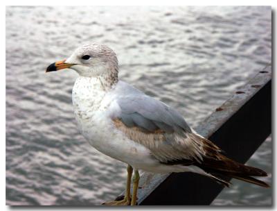 Bird watching