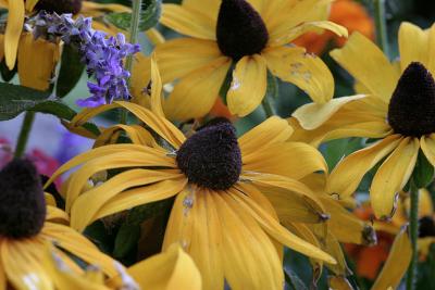 Black-Eyed Susans