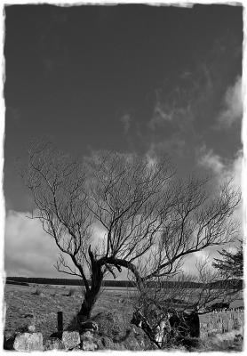 Roadside Tree, Dartmoor