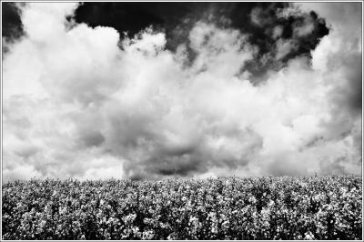 Oilseed Rape, Exeter