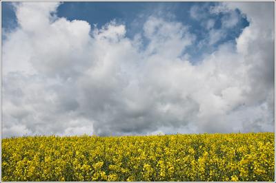 Oilseed Rape, Exeter (colour)