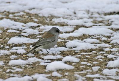 Dark-eyed Junco