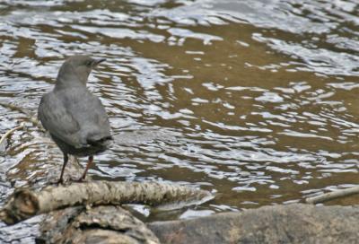 American Dipper