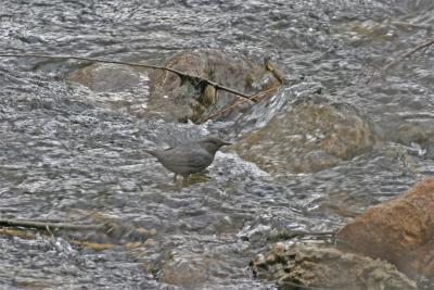 American Dipper - Post Dip