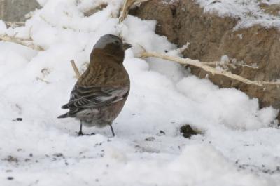 Gray-crowned Rosy-Finch