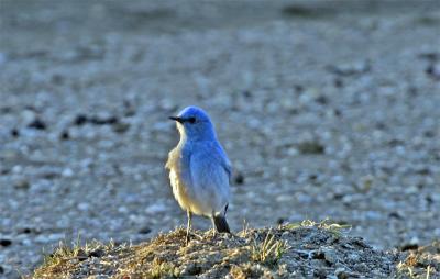 Mountain Bluebird