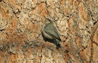 Pygmy Nuthatch