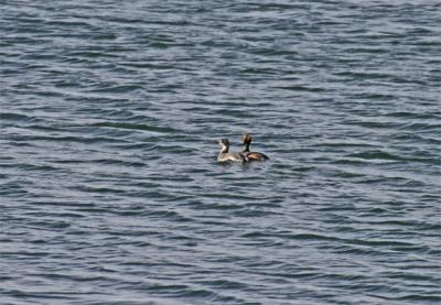 Horned Grebes