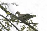 Eurasian Collared-Dove