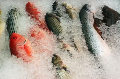 Various fish on ice.jpg