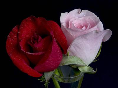 Roses (4343)