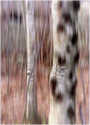 Forest Abstract 2