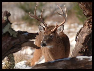 JPG CSB Buck Framed DSC_9228.jpg