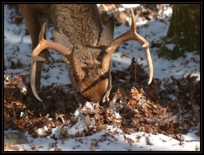 JPG CSB Buck Rooting DSC_9312.jpg