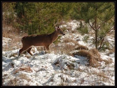 JPG CSB Buck Snow DSC_9183.jpg