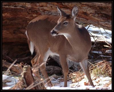 JPG CSB Doe DSC_9229.jpg