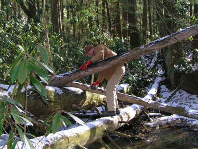 JPG S Freddy Logs2 P1258270.jpg