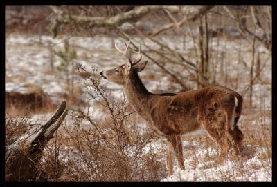 JPG CSB Buck Sniffing DSC_9159.jpg