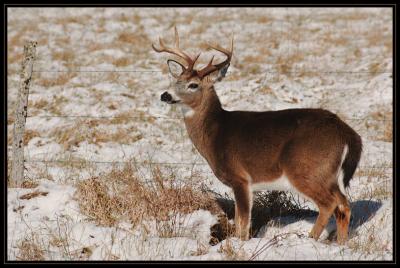 JPG CSB Buck Stance DSC_9179.jpg