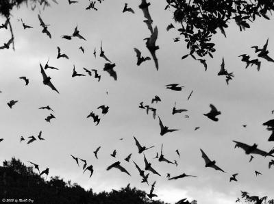 Bat Signals