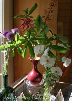 u16/richo/medium/42033257.IMG_1853wildflowerexhibit.jpg