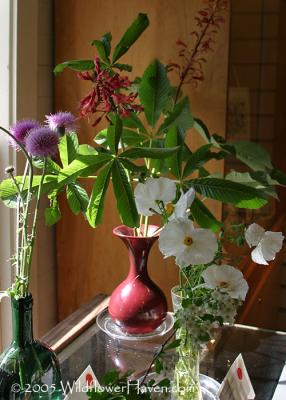 DeWitt Wildflower Specimen Exhibit