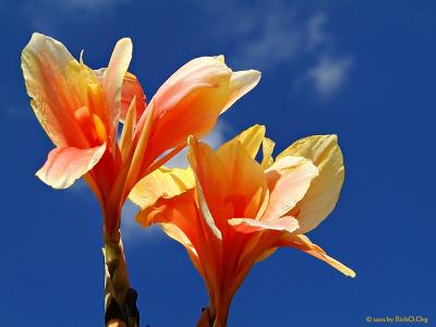 Cannas In The Sky