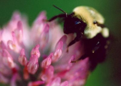 Bumble Bee on Pink Clover - Macro 1b tb1204.jpg