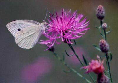White Sulphur Butterfly on Knapweed tb1204