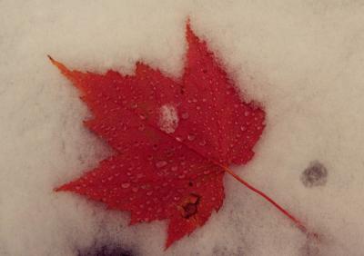 Red Maple Leaf w-Water Droplets in Snow 1A tb1100.jpg