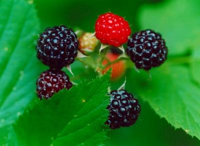Raspberries Ripe in Colors  tb6-04.jpg