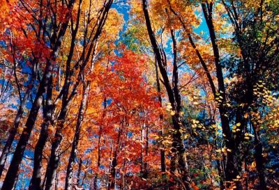 Autumn Woods Appalachia 2a tb31304.jpg