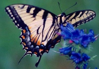  Tiger Swallowtail Butterfly on Blue Wd tb0603.jpg