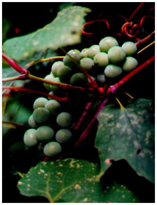 Wild Green Grapes on Vine tb0998.jpg