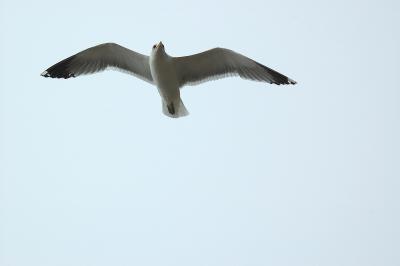 DSC_0081.jpg