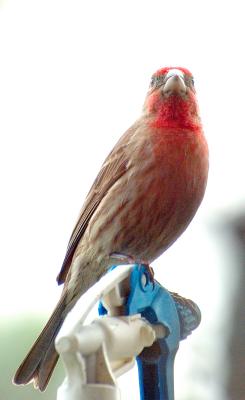 DSC_2119.jpg