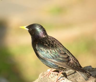 DSC_4022.jpg