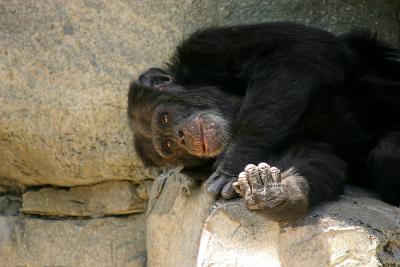 lazy day chimp