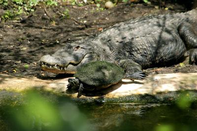 ...the turtle and his bodyguard